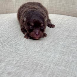 Maple - Chocolate and tan male Pomeranian puppy in Canandaigua, New York from Fingerlakes Pomeranians
