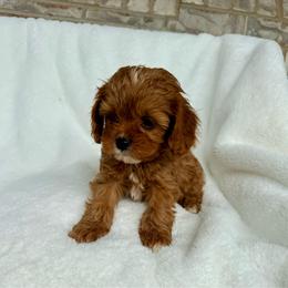 Teddy now (Rusty) - Red male Cavapoo puppy in Preston, Idaho from Shaffer Top Notch Puppies