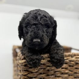 Tinsel - Black male Bernedoodle puppy in La Plata, Maryland from Serenity Creek Doodles
