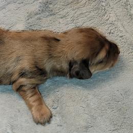 Dachshund Puppies from CLARK'S BREEDING PROGRAM