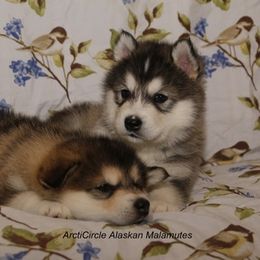 Alaskan Malamute Puppies from ArctiCircle Alaskan Malamutes