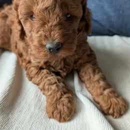 Moana - Red  female Poodle puppy in Los Angeles, California from Exquisite Doodles