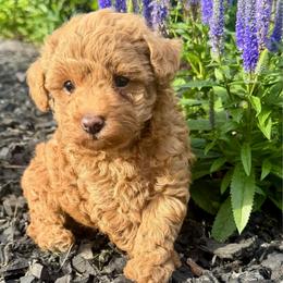 Ziggy - Apricot male Poodle puppy in Seymour, Missouri from Wine Ridge Aussies