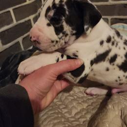 Green Male - Harlequin male Great Dane puppy in Gig Harbor, Washington from Lakaya Danes