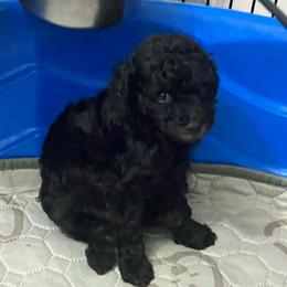 Sprout - Phantom male Poodle puppy in Winter Haven, Florida from Herdez’s Poodles