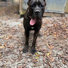 Montana - Chestnut brindle female Cane Corso puppy in Big Stone Gap, Virginia from Montanaro Cane Corsos