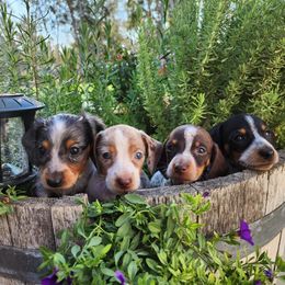 Dachshund Puppies from Bluegum Dachshunds