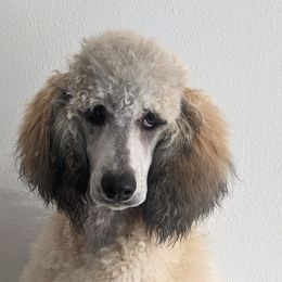 Rebel - Poodle