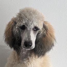 Rebel - Poodle
