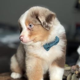 Lucky - Red merle male Australian Shepherd puppy in Austin, Texas from Sweetwater Australian Shepherds