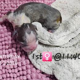 Girl 1 - Blue female Boston Terrier puppy in Versailles, Indiana from Benhams Bostons