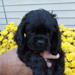 Cocker Spaniels from River City Cockers