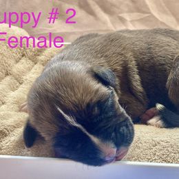 Girl 3 - Boxer puppy in Canterbury, Connecticut from Franklin’s Boxers