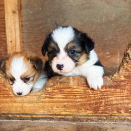 Dewey - Black and tan male Pembroke Welsh Corgi puppy in Chubbuck, Idaho from Sunny J Corgis and Mini Americans