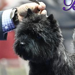 Betsy - Cairn Terrier