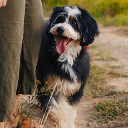 Lilac - Bernedoodle