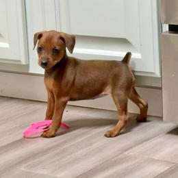 Video Flossie - Stag red female Miniature Pinscher puppy in Eatonton, Georgia from TNT Puppies