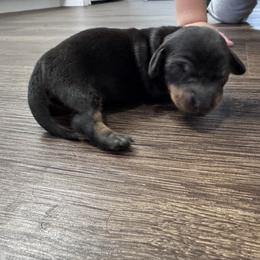 Shimmer - Black and tan female Dachshund puppy in Live Oak, Florida from Johnson’s Weiner Farm