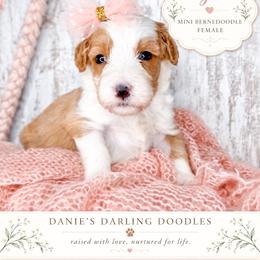 Lysol - Red female Bernedoodle puppy in Otisville, Michigan from Danie’s Darling Doodles LLC