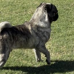 Pugs from Jacobson’s Sassy Pugs