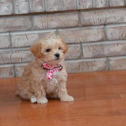 Maltipoo and Poodle Puppies from Kack's Poos