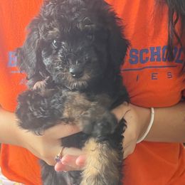 Spike - Phantom male Poodle puppy in Winter Haven, Florida from Herdez’s Poodles