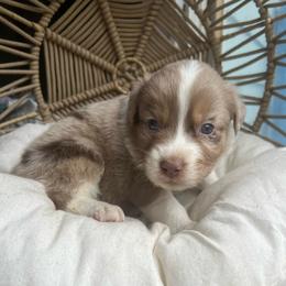Pudding - Red merle male Australian Shepherd puppy in Grants Pass, Oregon from Carmel Mountain Aussies