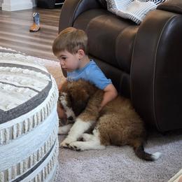 Bernedoodle Puppies from Glory Doodles
