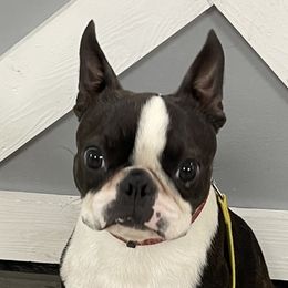Rocco - Boston Terrier
