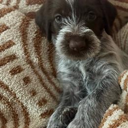 Light Pink - Brown and gray female Wirehaired Pointing Griffon puppy in Devine, Texas from Tombstone Kennels