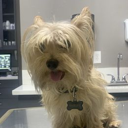 Harley - Yorkshire Terrier