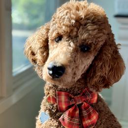 Poodle All Grown Up from Solid Rock Ranch Poodles