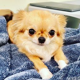 Chloe - Chihuahua