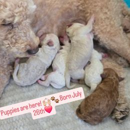 Elsa - White female Assorted Doodle Crosses puppy in Yucaipa, California from Mini Doodle Dandies