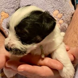 Dipper (Ranger) (Gray) - Piebald male Morkie puppy in Martin, Tennessee from Danza Bolo