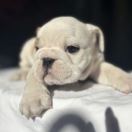 Bulldog Puppies from Anthony Manor Bulldogs