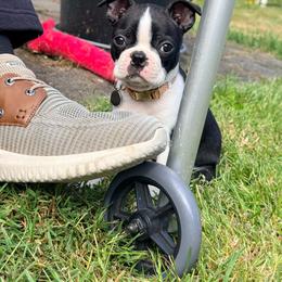 Boston Terrier Puppies from NW Boston Terriers