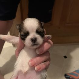 Shih Tzu Puppies from Dorothy Agrippino's Shih Tzus