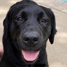 Labrador Retrievers from Coosa Kennels