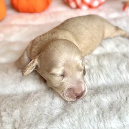 Sugarplum(3000) - Cream female Dachshund puppy in Augusta, Arkansas from Savvy-Dee's Dachshunds