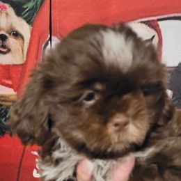 Boy 5 - Liver Shih Tzu puppy in Wooster, Ohio from Mending Hearts Shih Tzu's