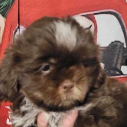 Boy 5 - Liver Shih Tzu puppy in Wooster, Ohio from Mending Hearts Shih Tzu's