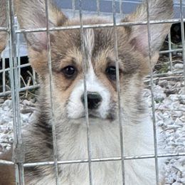 Ole blue - Sable Pembroke Welsh Corgi puppy in Pleasanton, Kansas from Cadenza Corgis