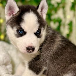 Siberian Husky Puppies from Nova’s Puppy Haven