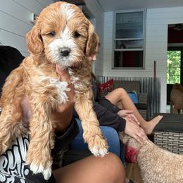 Pink - Red  female Goldendoodle puppy in Cedar Springs, Michigan from Pecks Oodle Doodles
