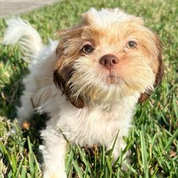 Pumpkin - Red and white male Shih Tzu puppy in Saint Johns, Florida from BEH Puppies LLC