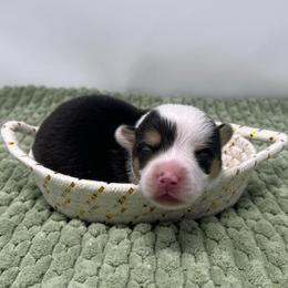 Nugget - Black and tan male Pembroke Welsh Corgi puppy in Waco, Texas from The Comma Corgis