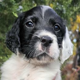Full Black Masked Boy - Blue belton male English Setter puppy in Boise, Idaho from English Setters of the Eyrie