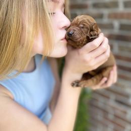 Goldendoodle Puppies from Bows & Ties Doodles