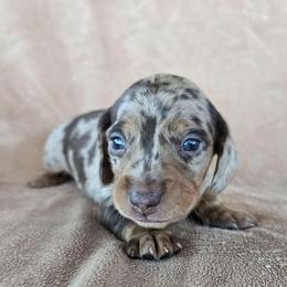 Cinco - Dapple male Dachshund puppy in Signal Mountain, Tennessee from Hot Diggity Doxens